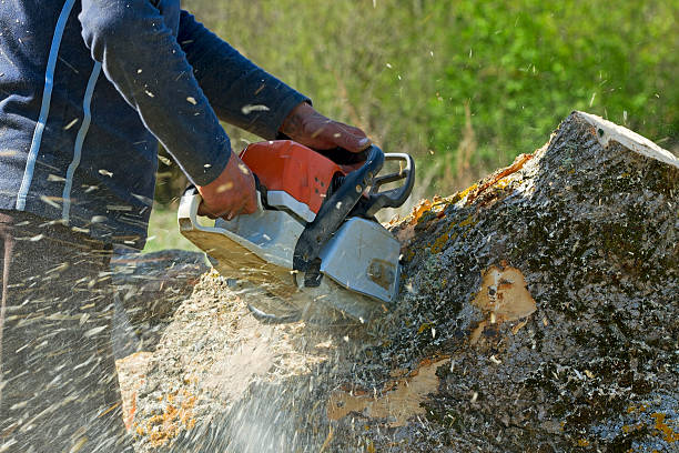Reliable El Campo, TX Tree Removal Solutions
